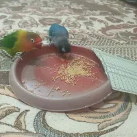 یک جفت طوطی برزیلی|پرنده|رشت, حمیدیان|دیوار