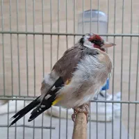 سهره سرحال جوان|پرنده|اسلامشهر, باغ فیض|دیوار