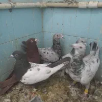 کفترشهری بهبهانی سرور پلاکی