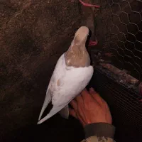 کفتر سینه زرد و سرخ