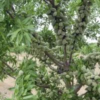 فروش خرده و عمده ارقام گردوبادام درنهالستان غرب