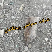 سمپاشی صد در صد تضمینی موش