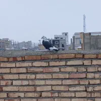 کبوتر|پرنده|ماکو, |دیوار