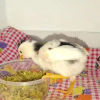 جوجه لاری بازیگوش وزیبا و خانگی