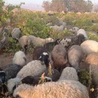 استان فارس ،شیراز ،شهرستان سرچهان|حیوانات مزرعه|شیراز, دروازه اصفهان|دیوار