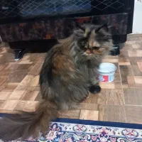 گربه ی پرشین ماده