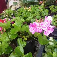 گل و گیاه|گل و گیاه طبیعی|تالش, هشتپر|دیوار