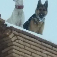 سگ ژرمن یک ساله نر