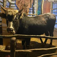 گاو نر|حیوانات مزرعه|اطاقور, |دیوار