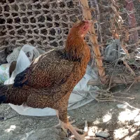 مرغ خوب اصل