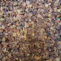 کشمش تازه محلی