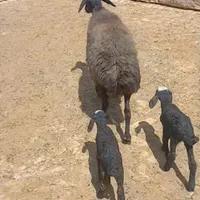خواف ارسال میگردد میش 2 بره زا گوسفند شالی ژَن|حراج|خواف, |دیوار