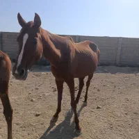 اسب دوخون