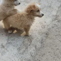 توله 2ماهه|سگ|ساوه, |دیوار