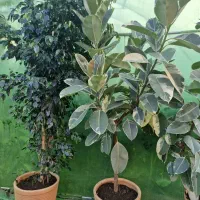 یک قطعه زمین مسکونی