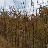 نهال زیتون تلخ زبان گنجشک بادام