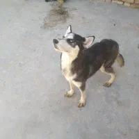 سگ هاسکی ماده