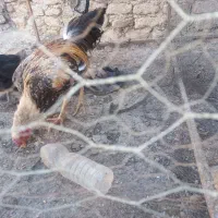 خروس لاری|حیوانات مزرعه|هامون, |دیوار