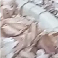 سیر