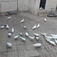 کبوتر نوک سیاه|پرنده|آذرشهر, |دیوار