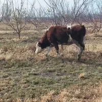 گوساله اصل سمینتال پای کل وگوسال|حیوانات مزرعه|نوشین شهر, |دیوار