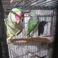 جفت مولد شاه طوطی