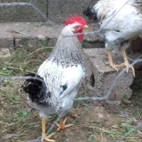 خروس محلی،بوقلمون