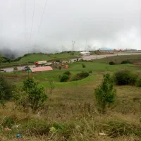 خریدچوب درختان درباغ|خدمات باغبانی و درختکاری|مراغه, |دیوار