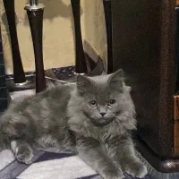 گربه پرشین اسکاتیش