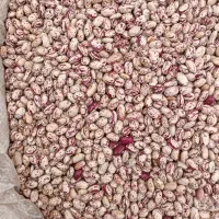 لوبیا گو چیتی و فرانسه