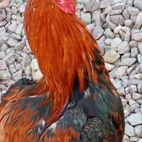 مرغ جوجه وخروسهای لاری