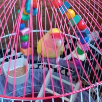 طوطی برزیلی|پرنده|سقز, |دیوار