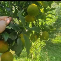 ارودک پاک کرده ورب انار محلی اروکانیک و نارنج|حیوانات مزرعه|گوراب زرمیخ, |دیوار