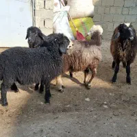 ۴راس بره برای فروش