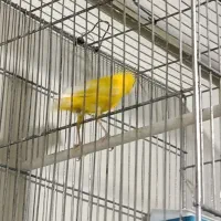 قناری ماده طلایی|پرنده|شیراز, پودنک|دیوار