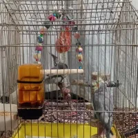 یک جفت عروس هلندی