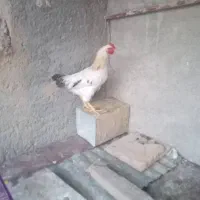 با سلام یک عددخروس محلی ۵ ماهه