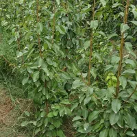 فروش نهال گلابی اسپادانا