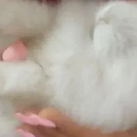 خرگوش پسر دو ماهه دستی دستی|موش و خرگوش|پردیس, فاز ۱۱|دیوار