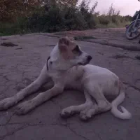 سگ گم شده|سگ|میاندوآب, |دیوار