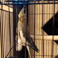 عروس هلندی|پرنده|مشهد, ولیعصر (شهرک غرب)|دیوار