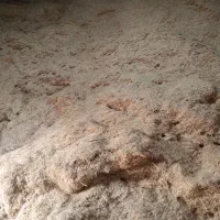 کاه دیم ۱۲تن