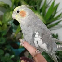 عروس هلندی گمشده به یابنده مژدگانی داده میشود