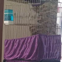 فروش فوری تعدادی قفس پرنده