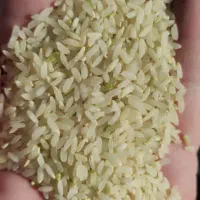 برنج کامفیروزی بشرط پخت|خوردنی و آشامیدنی|خرامه, |دیوار