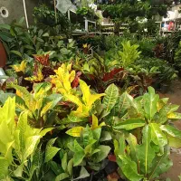 گل آپارتمانی|گل و گیاه طبیعی|بیرجند, |دیوار