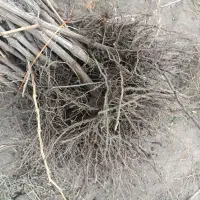 نهال انگور سفید بیدانه ۲ ساله ۳ ساله