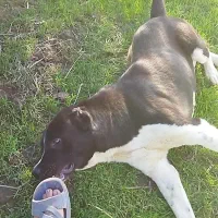 الابای دوساله نر|سگ|علی‌آباد کتول, |دیوار