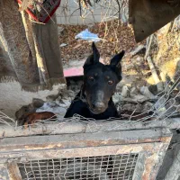 سگ دوبرمن اصیل|سگ|وحیدیه, |دیوار