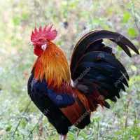 خروس محلی ۲ساله